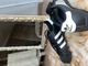 Adidas Superstar – një nga modelet më ikonike të Adidas. 2