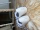 Adidas superstar white 3