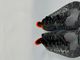 SUPERDRY Sneakers 5